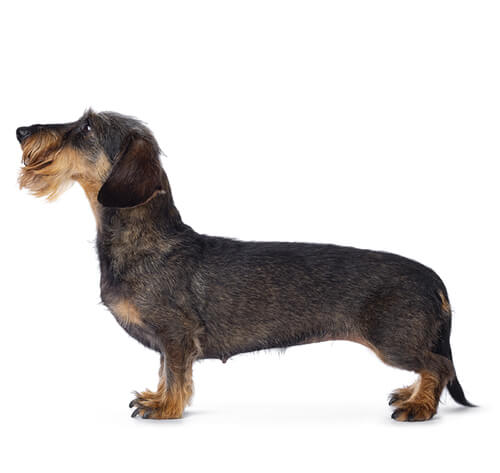 Wire haired cheap dachshund hypoallergenic